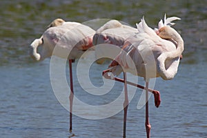 Pink Flamingos at Pont du Gau in Camargue