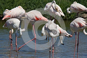 Pink Flamingos at Pont du Gau in Camargue