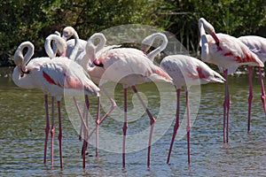 Pink Flamingos at Pont du Gau in Camargue