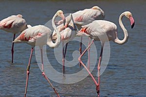 Pink Flamingos at Pont du Gau in Camargue