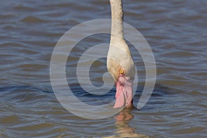 Pink Flamingos at Pont du Gau in Camargue