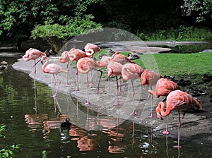 Pink flamingos on riverside in zoo