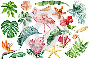 Pink flamingos, seashells, starfish, flowers and leaves watercolor. Beach tropical floral, jungle design