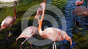 Pink flamingos in a small pond