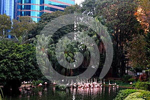 Pink Flamingos in a small pond in Kowloon Park in Hong Kong