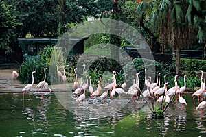 Pink Flamingos in a small pond in Kowloon Park Hong Kong