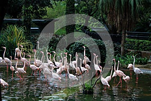 Pink Flamingos in a small pond in Kowloon Park in Hong Kong