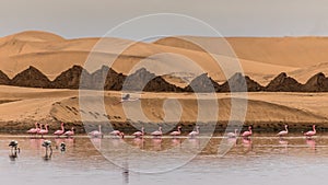 Pink flamingos in a small temporary lake in the Namib Desert near Swakopmund, Namibia