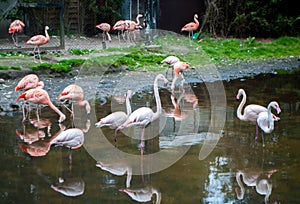 Pink flamingos standing in a lake in the park