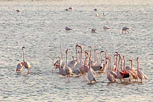 Pink flamingos stretching their long necks in the middle of the Larnaca salt lake