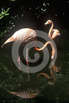Pink Flamingos in Sunken Gardens, St. Petersburg, FL photo