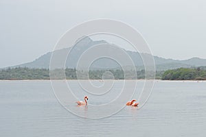 Pink flamingos swim and dive for food in a lake in front of a mountain on the island of Bonaire in the Caribbean