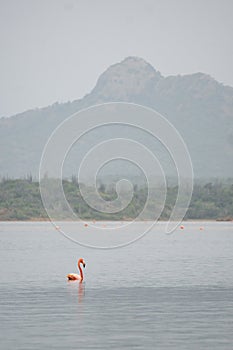 Pink flamingos swim in a lake with a mountain in the background on a foggy day on the island of Bonaire in the Caribbean