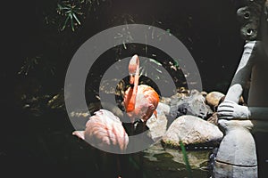 Pink Flamingos photo