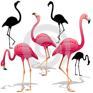 Pink Flamingos Vector illustration. Isolated Decorative design elements. Exotic Bird. Flamingo Shapes. photo
