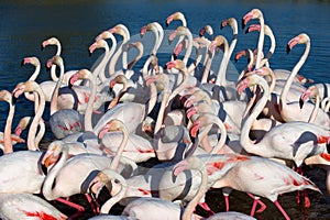 Pink flamingos walking