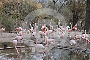 Pink flamingos walking and drinking water