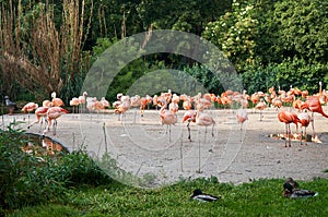 Pink flamingos walking near
