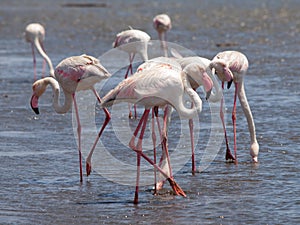 Pink flamingos in Walvis Bay