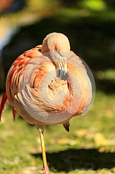 Pink flamingos in the wild