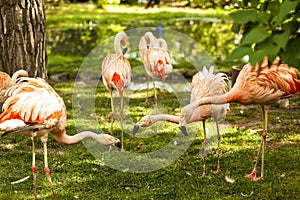 Pink flamingos in the wild