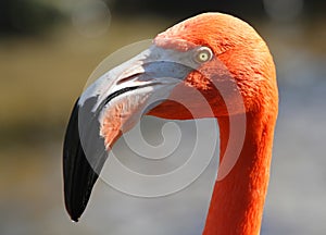 Pink flamingos, wild life