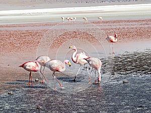 Pink flamingos in wild nature of Bolivia, Eduardo Avaroa National Park