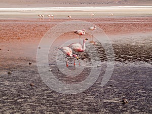 Pink flamingos in wild nature of Bolivia, Eduardo Avaroa National Park