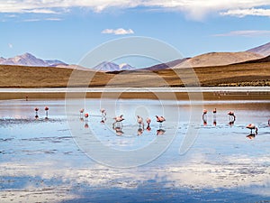 Pink flamingos in wild nature of Bolivia, Eduardo Avaroa National Park