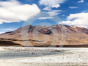 Pink flamingos in wild nature of Bolivia, Eduardo Avaroa National Park