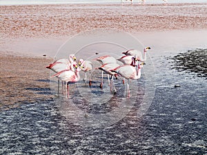 Pink flamingos in wild nature of Bolivia, Eduardo Avaroa National Park