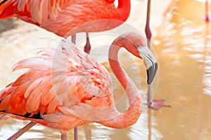Pink flamingos in wildlife