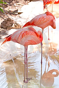 Pink flamingos in wildlife park