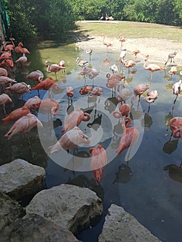 Pink flamingos in xcaret