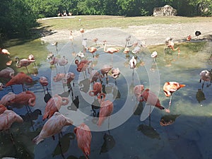 Pink flamingos in xcaret