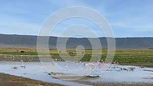 Pink flamingos, zebras and other animals of the Ngorongoro National Park. Long shot.