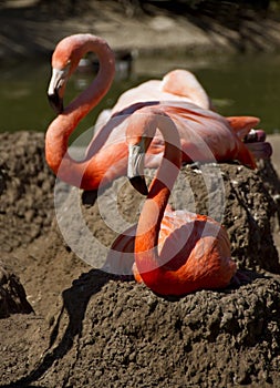 Pink Flamingos At The Zoo