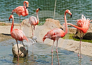 Pink flamingos at the zoo