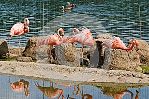 Pink flamingos at the zoo