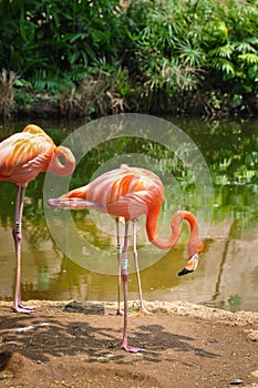 Pink Flamingos at the zoo, Cali, Colombia