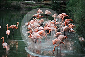 Pink Flamingos at the zoo, Cali, Colombia photo