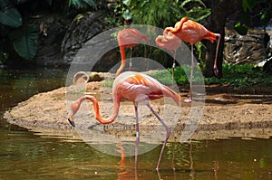 Pink Flamingos at the zoo, Cali, Colombia