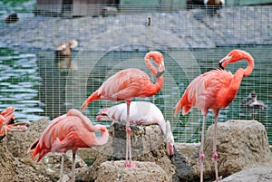 Pink flamingos at the zoo