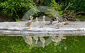 Pink flamingos in zoo