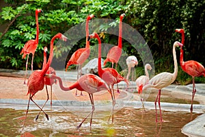 Pink flamingos at the zoo