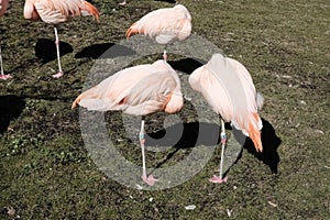 Pink flamingos at the zoo