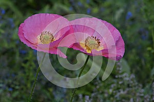 Pink Flanders Poppy Duo Double Mandala