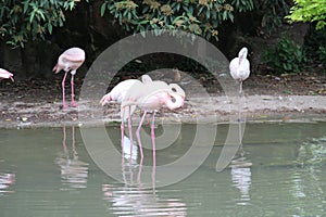 Pink Flemish under trees and at the edge of a stretch of water