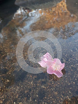Pink floating flowers