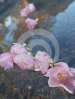 Pink floating flowers